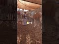 حنا ألابل في العلم الو كايد نمتلكها من عهدعادن وزامه في نهار الفزو نكسبهذ فوايد