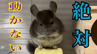 全く動かないチンチラ