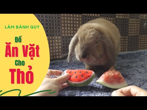 Video Đồ Ăn Vặt Cho Thỏ ???? - youtube