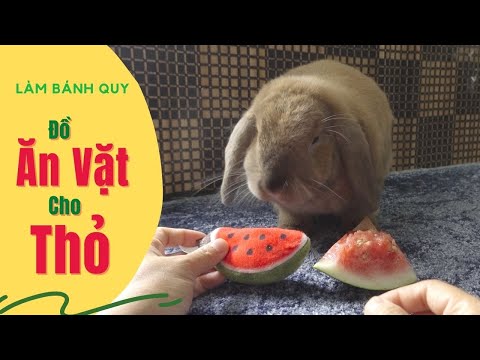 Video: Cách nuôi ốc sên: 5 bước (có hình ảnh)