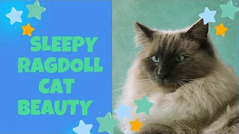 Watch the video about Lovely RAGDOLL CAT 🐈 Half Awake & Half Asleep