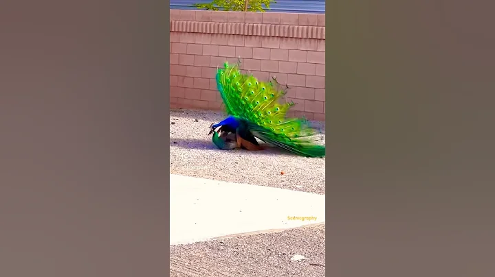 This is how peacocks mating 🙈🦚🦚 Please subscribe for more scenic and travel adventures - DayDayNews