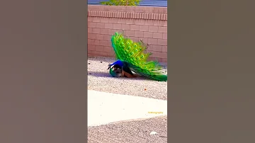 This is how peacocks mating 🙈🦚🦚 Please subscribe for more scenic and travel adventures