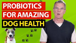 12 Health Benefits of Probiotics For Dogs (And 3 BEST Probiotics)