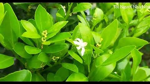 Chống Rụng Trái Non Cây Quất - Tắc