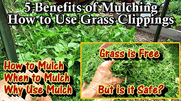 A Complete Guide to Using Grass Clippings as Mulch: 4 Benefits, Examples, Using Other Mulches & More