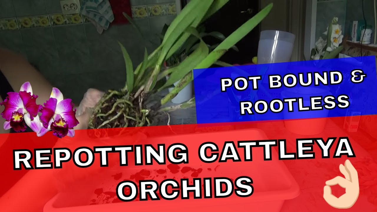 Repotting Cattleya Orchids In Semi Hydro very pot bound and rootles