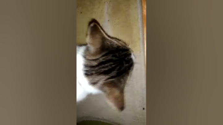 Котка яде снакс стар