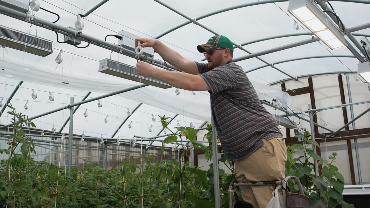 Hydroponic Tomato Crop Leaning and Lowering | CropKing Inc.
