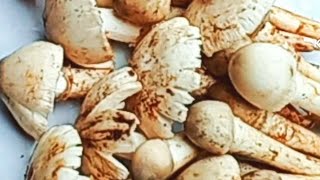 How to cook mushroom /দেশি মাশরুম রান্না /Sulakshna M Kitchen