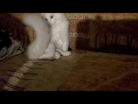 Спит как сурок