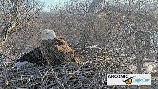 Arconic Eagle Cam is back online as bald eagle duo return to their nest Arconic Eagle Cam Live Stream