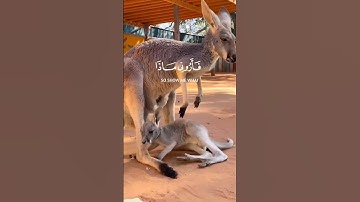 هذا خلق الله|سورة لقمان| الآية 11 القارئ اسلام صبحي 🌼
