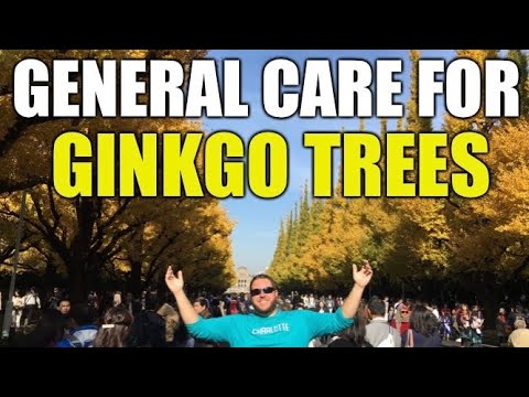 Video: Ginkgo-trädbeskärningsguide: När skär du ner ginkgoträd