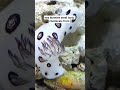 Sea Bunny 🐰 The Most Adorable Ocean Creature