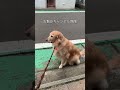 お散歩キャンセル界隈#shorts