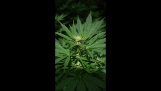 Medical marijuana reclassified: what it does and doesn't mean