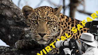 Two Male Leopards Shouldn't Be Together + Something Never Been Done Before- Virtual Safari # 204