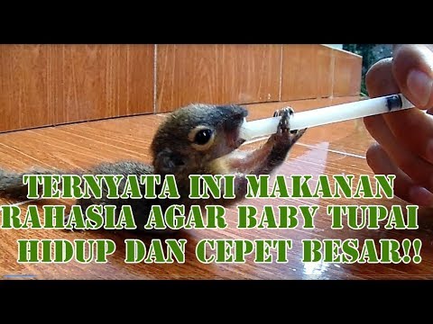 Cara Merawat Anak Tupai Dijamin Hidup Dan Cepat Besar