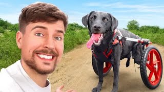 We Helped Paralyzed Dogs Run Again | #mrbeast #fundraiser #dog