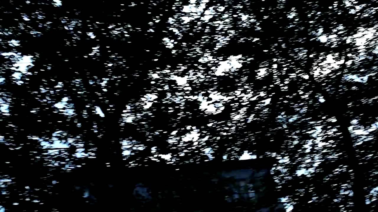 セミの声　今年のお初♪