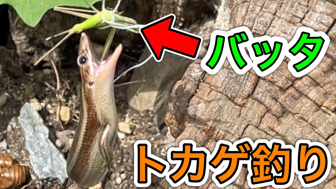 バッタでトカゲ釣りしてみた。