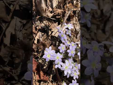 Video: Hepatica Bitki Qulluğu - Liverleaf Hepatica Bitkisi haqqında məlumat əldə edin