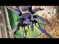 Tarantula Feeding Video #26 ~ God dislikes me filming !!!