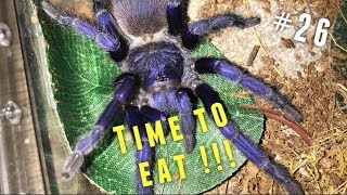 Tarantula Feeding Video #26 ~ God dislikes me filming !!!