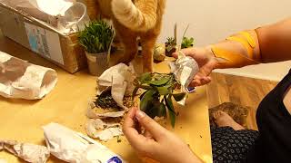 Unboxing Miniature Orchids from Ecuagenera