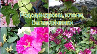 Рододендрони, клени, багаторічники. Садовий центр Гютерсло. #українськийконтент#весна#садовийцентр