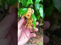 Mystery Dinosaur Hunt 🦕 T-Rex / Godzilla / Gorilla #dinosaurtoys #dinosaur.