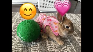 Happy moments of  baby bunny /Lele Bunny/Subscribe and Like ❤this little boy!