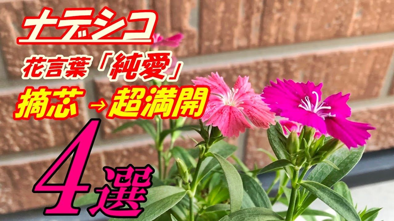 Flowers] How to Grow and Pinch Dianthus - YouTube