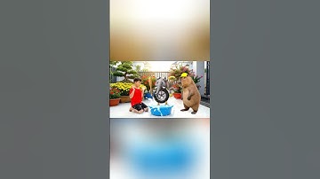 Capybara cùng anh tắm giúp bà tắm con final boss và cái kết #capybara