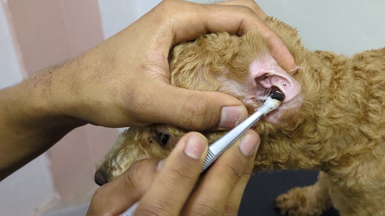 professional dog grooming