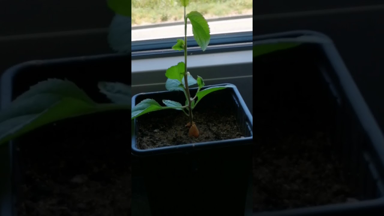 Apple grown from seed 2 months old - YouTube