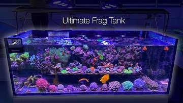 Totally Packed Coral Frag Aquarium 