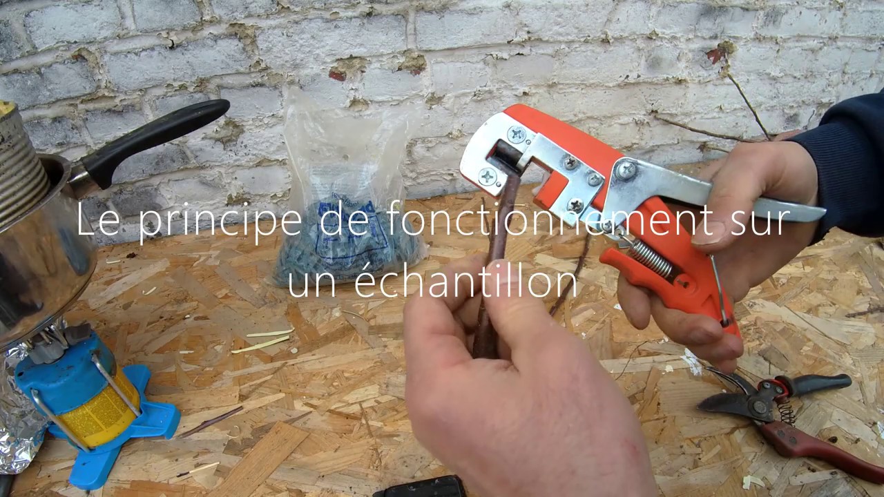 Greffage à la pince à greffer