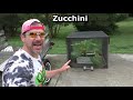 Hand Pollinate ZUCCHINI Garden HARVEST Adventures JUNE How to Grow Vegetables Container Squash