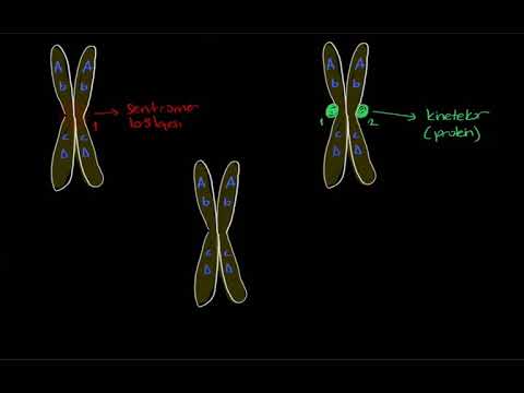 Hücre bölünmesi temel kavramlar (sentromer, sentrozom, kromatit, kromatin, kromozom, kinetekor)