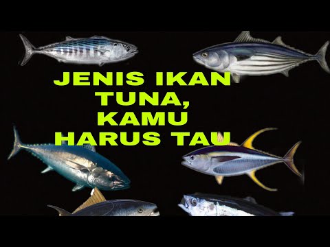 Video: Tuna - jenis ikan apa ini?