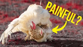 10 things I HATE about hen saddles