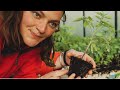 Mi asociacin de cultivos preferida  plantando tomates en la huerta