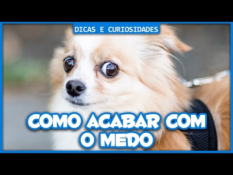 Vídeo: Como Ensinar Seu Cachorro A Não Ter Medo De Cachorros