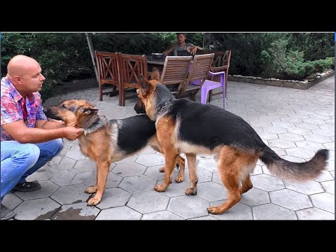 ПЕРВАЯ ЛЮБОВЬ РЭЯ. Немецкие овчарки Рэй и Дана. Male German Shepherd Dog Ray and his bride.