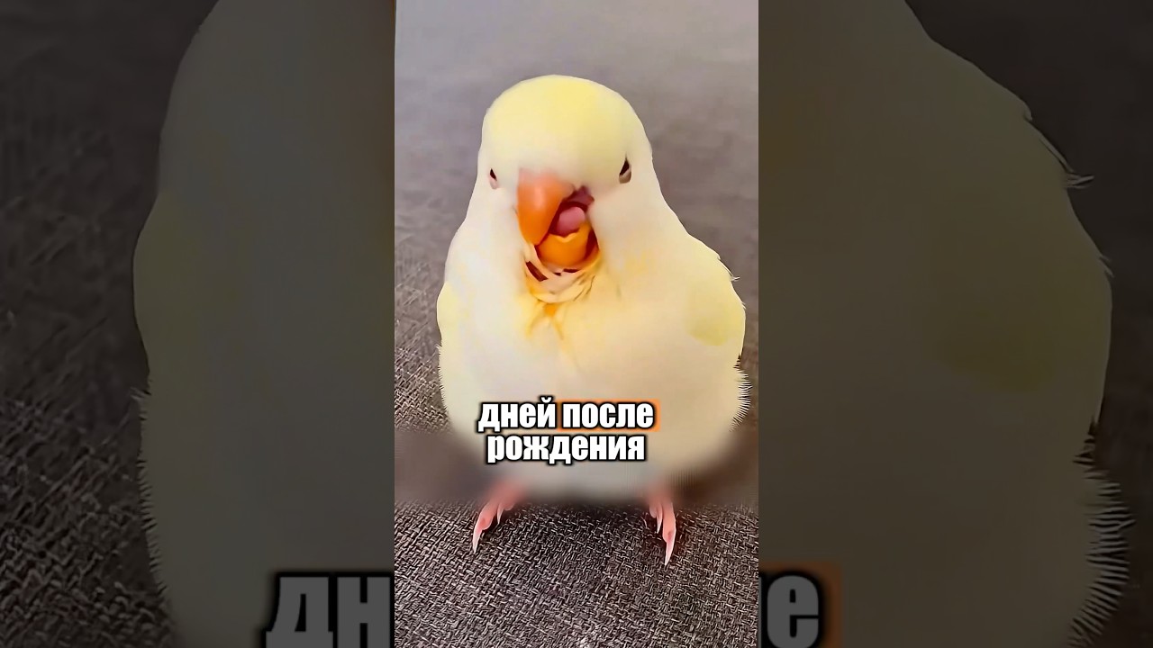 Особенный малыш попугай 🦜🥺 #милыеживотные #животные