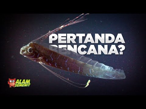 Video: Di mana oarfish hidup?