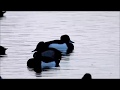 Close up rare: Ring-necked Duck/ Close up zeldzaam: Ringsnaveleend (Aythya collaris )