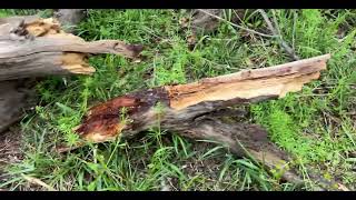 Sinchcomb Hike 04-05-25